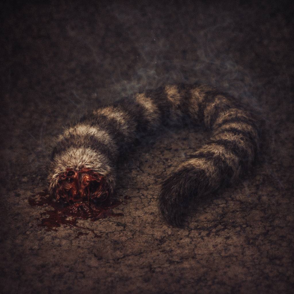 Полосатый хвост